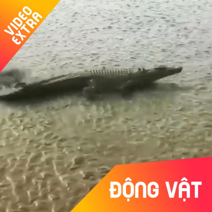 Toc do dang ne cua ca sau du truon tren mat dat bun hinh anh