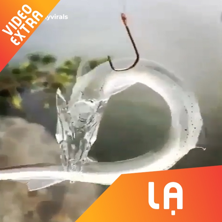 Loai ca trong suot nhu manh thuy tinh ky bi hinh anh