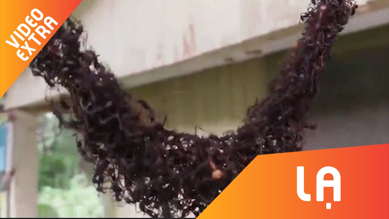 Trieu con kien xay 'cau song' bat ong bap cay hinh anh