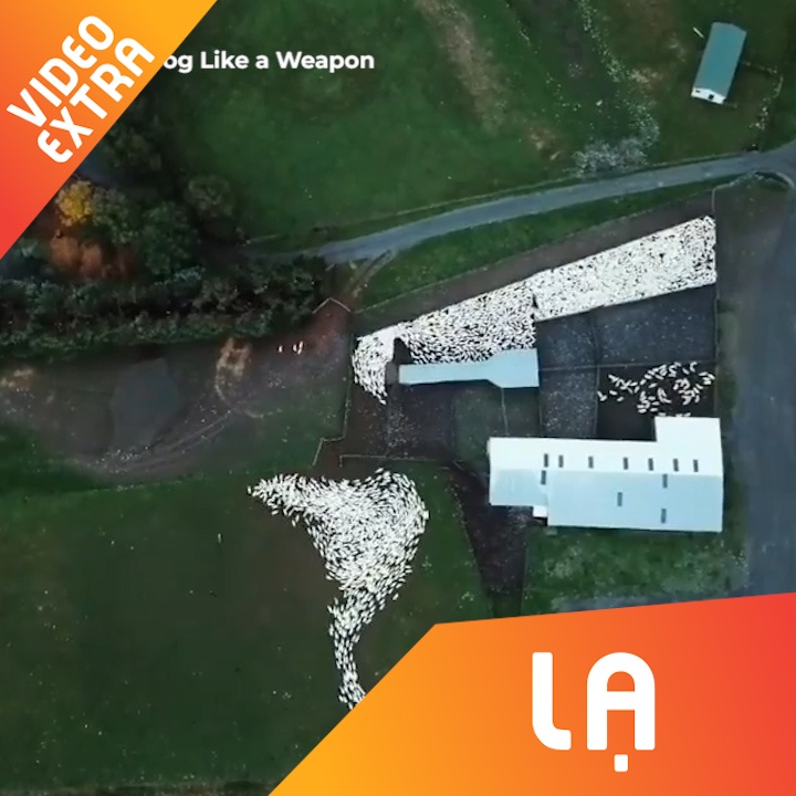 Canh tuong cho lua hang nghin con cuu vao chuong hinh anh