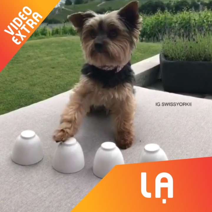 Chu cho thong minh nhanh mat hon ca chu minh hinh anh