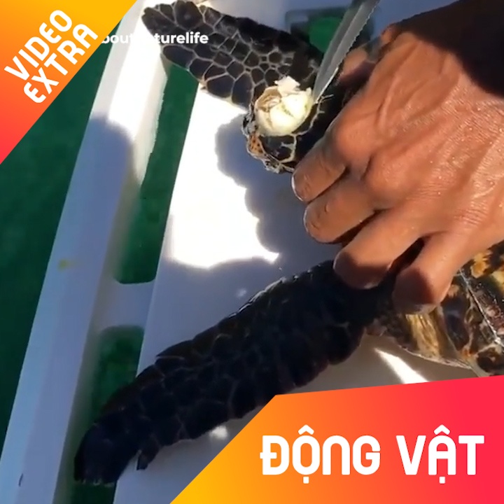 Giai cuu rua bien bi con ha 'moc' len dau hinh anh