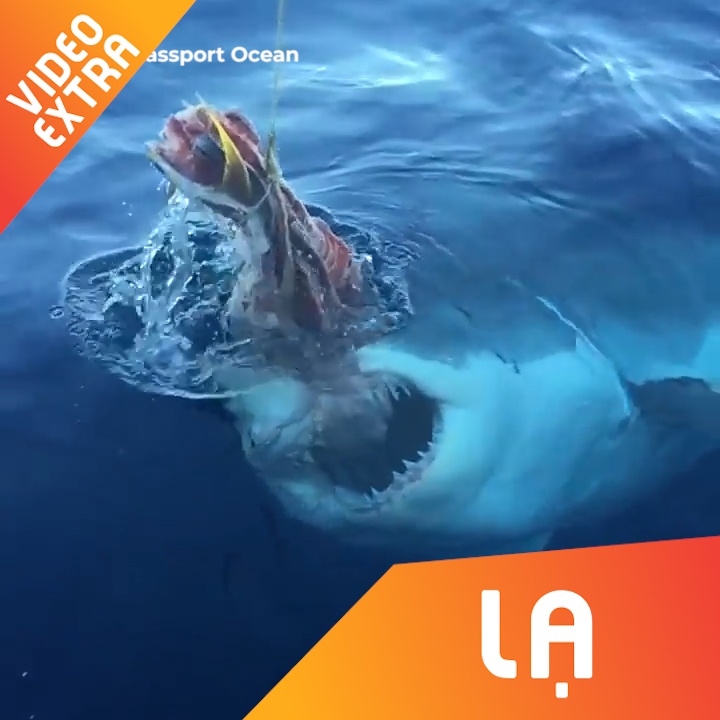 Cau ca map trang khong lo giua dai duong hinh anh