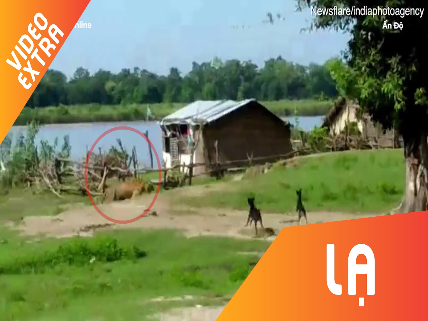 Ho rinh mo tre nho, bi hai chu cho duoi chay khong kip hinh anh