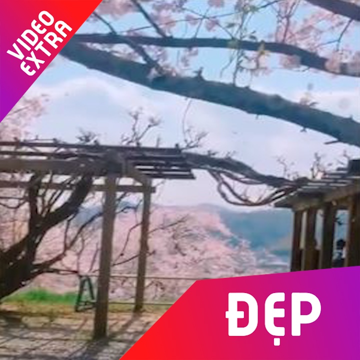 Chiem nguong ve dep lang man cua hoa anh dao o Nhat Ban hinh anh