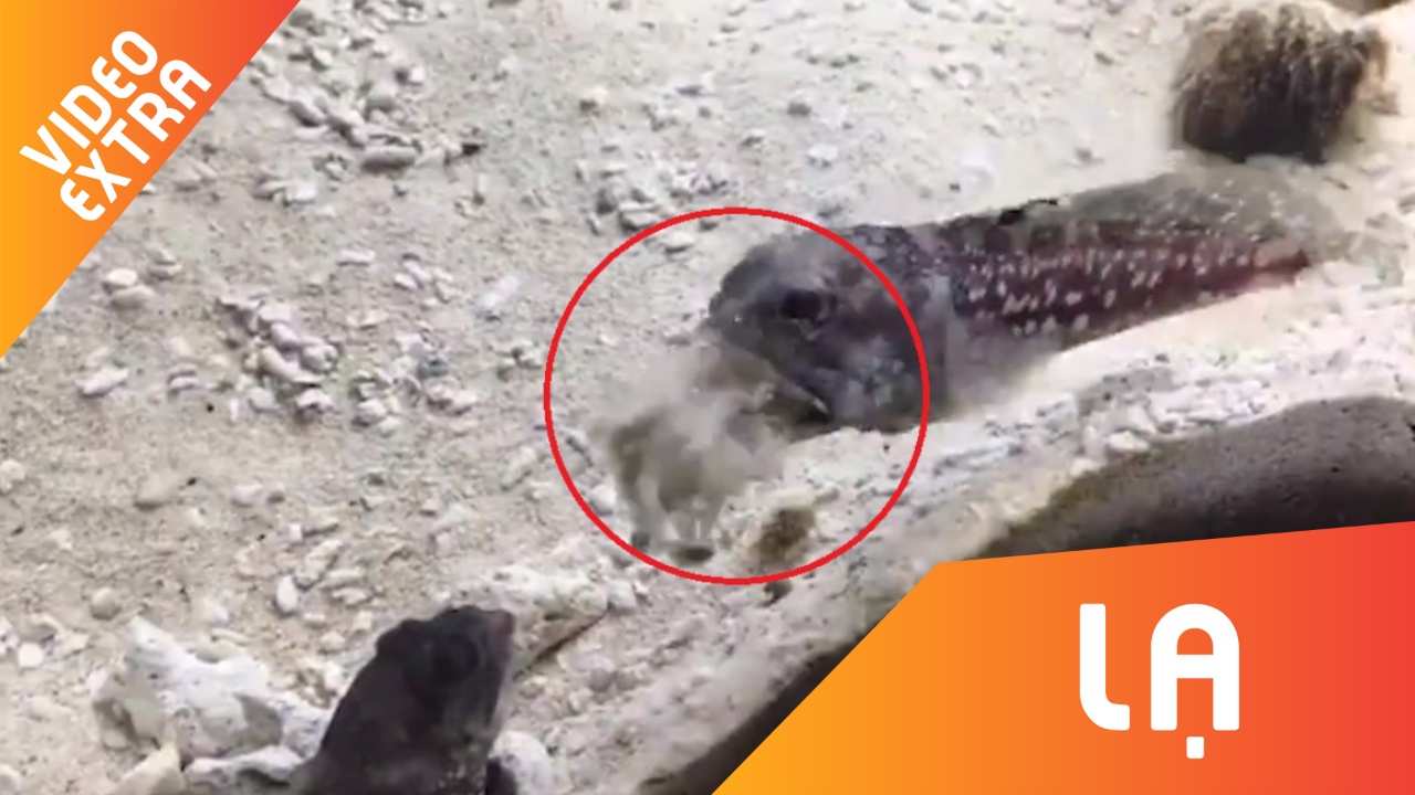 Chu ca xau tinh ngam dat da phun vao dong loai de tra thu hinh anh