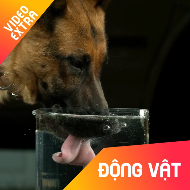 Doan quay cham he lo su that ve cach cho uong nuoc hinh anh