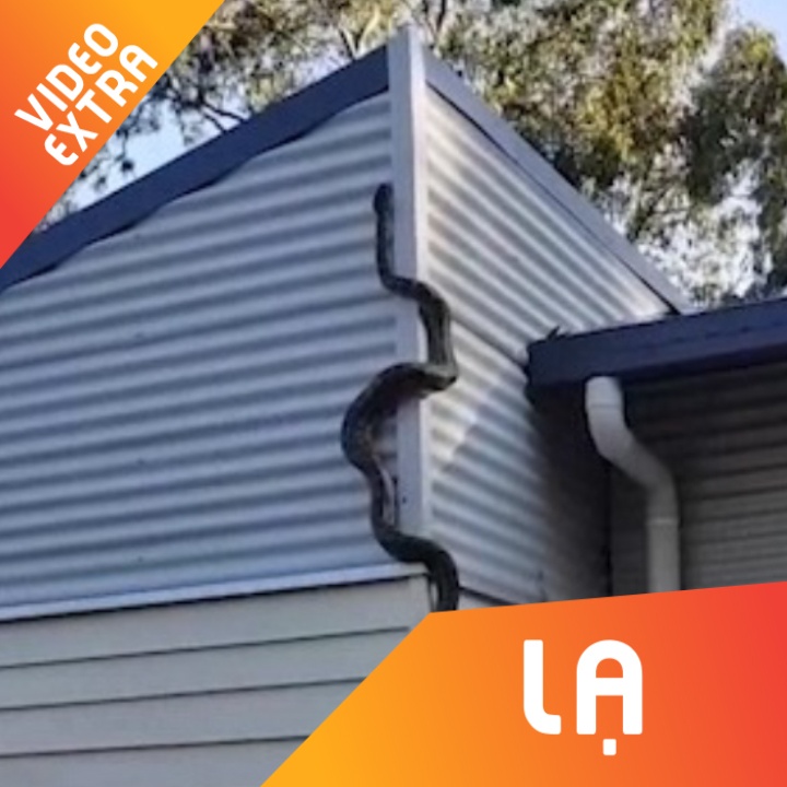 Ron nguoi canh tran tim cach leo vao nha dan de kiem an o Australia hinh anh