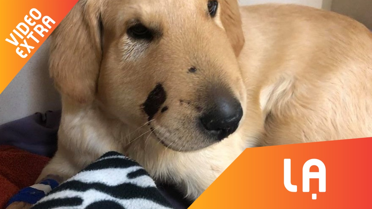 Cho lieu minh 'xa than' cuu chu khoi ran doc hinh anh