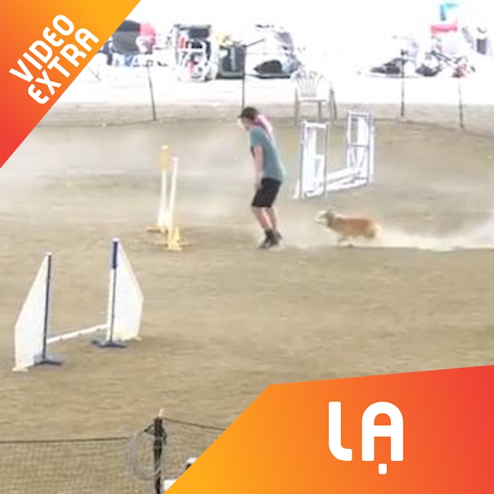 Chu cho Corgi vuot chuong ngai vat nhanh bat ngo hinh anh