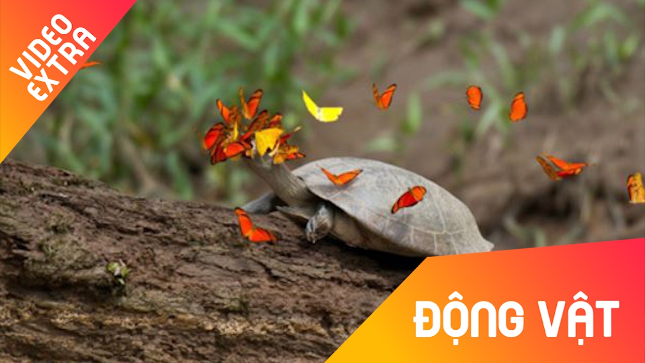 Loai buom ky la thich uong nuoc mat cua rua hinh anh