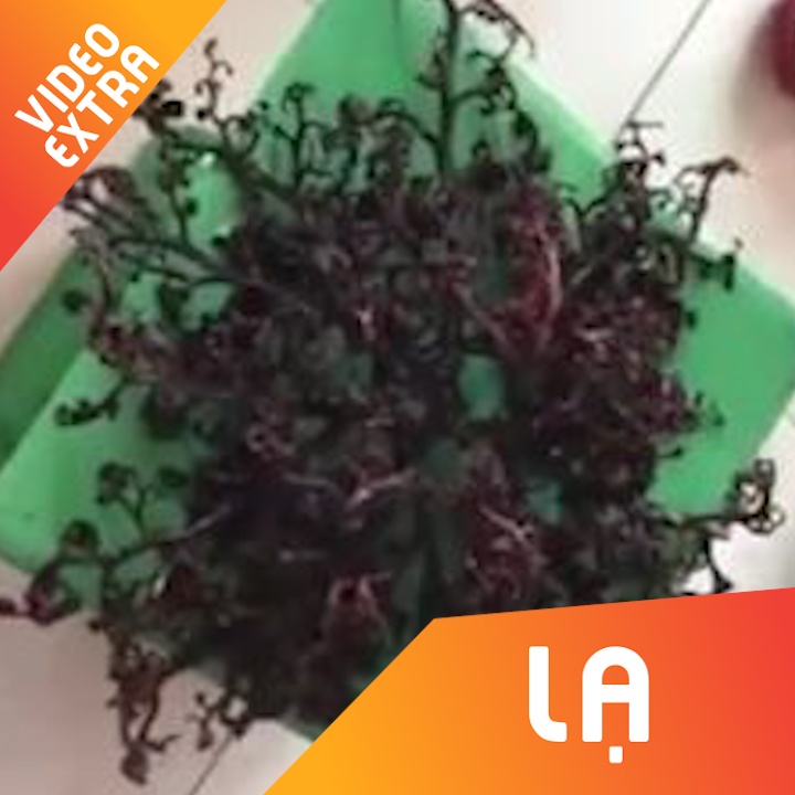 Loai sao bien tai Viet Nam voi hinh dang nhu phim kinh di hinh anh