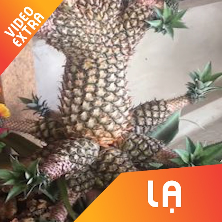 Can canh trai thom ky la o mien Tay hinh anh