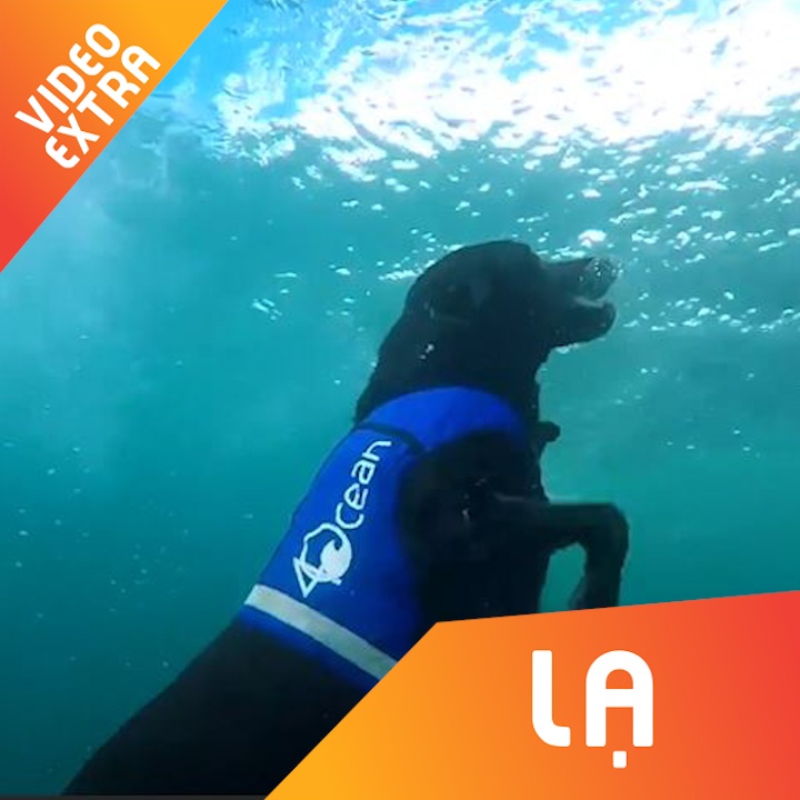 Chu cho lien tuc lan duoi bien, vot chai lo de bao ve moi truong hinh anh