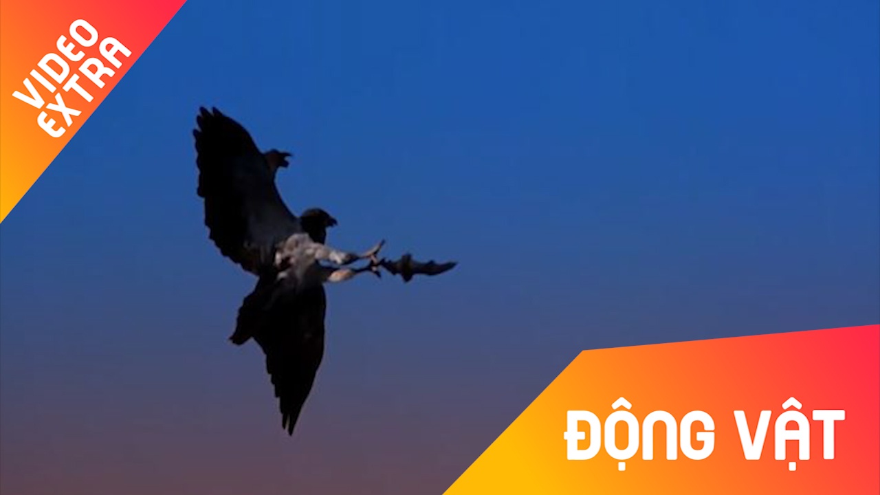 Khoanh khac dieu hau the hien ban linh sat thu trong tu nhien hinh anh