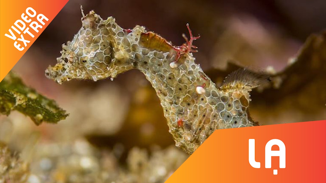 Ve dep day mau sac cua loai ca ngua nho bang hat gao hinh anh