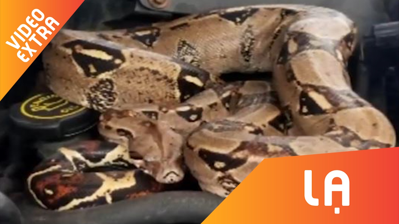 Mo mui oto, hoang hon thay tran Nam My cuon tron ben trong hinh anh