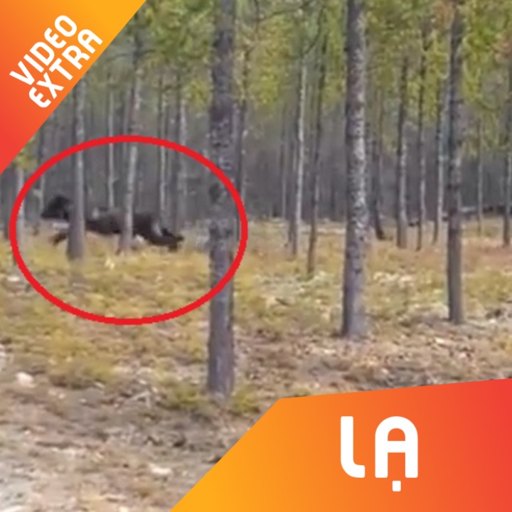 Cho soi khong lo dai hon 2 met tan cong cho nha o Canada hinh anh