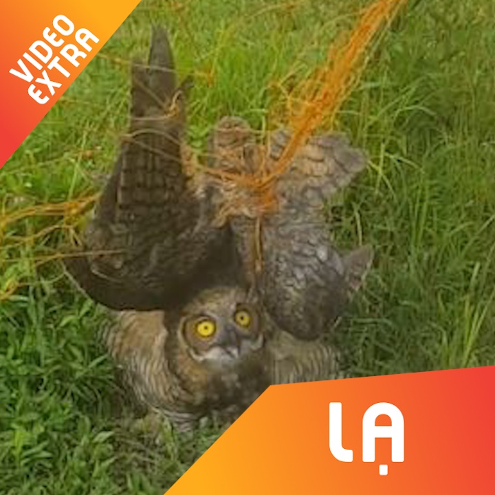 Hai huoc giai cuu chim cu 'mat do' bi ket vao luoi khung thanh hinh anh