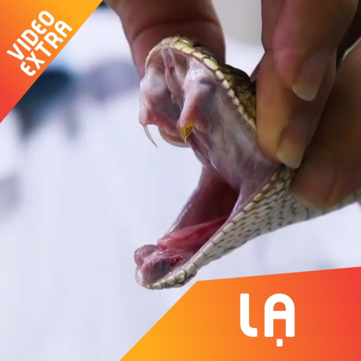 Rung minh xem canh lay noc doc tu ran de lam thuoc hinh anh