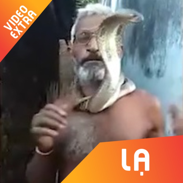 Cu ong ngam chat dau ran ho mang cuc doc trong mieng o An Do hinh anh