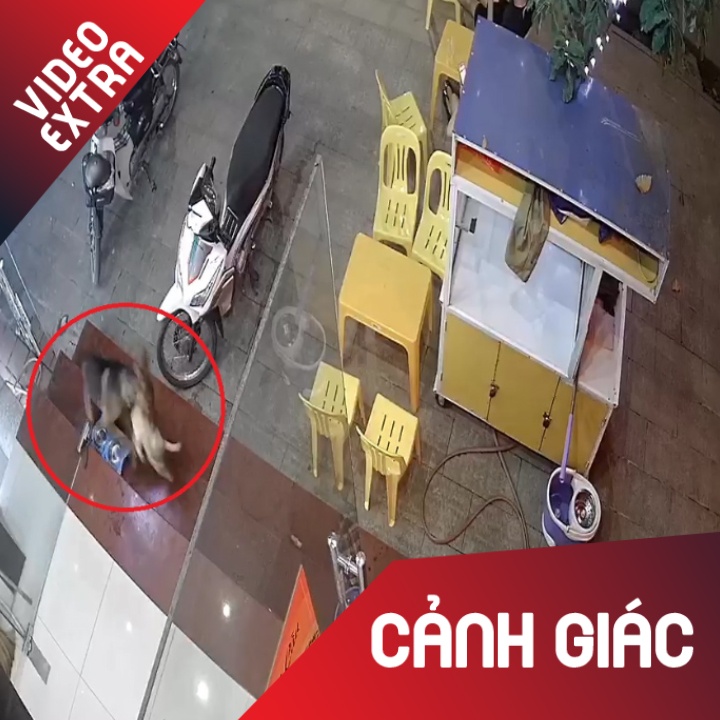 Cho tha rong tan cong dien cuong cho nha gay phan no hinh anh