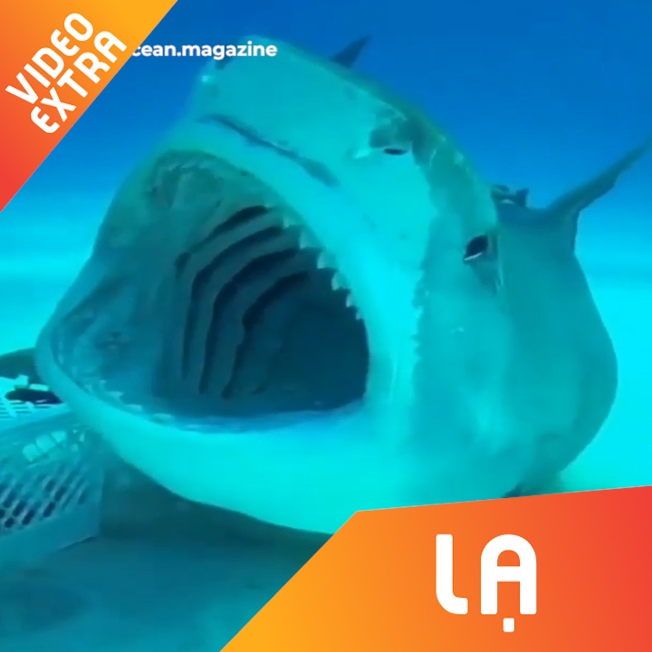 Nhan vien cham soc ca map khong lo bang tay khong hinh anh