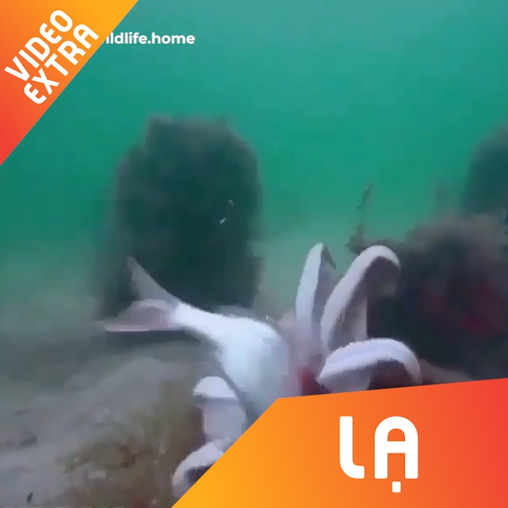 Bach tuoc xoi tai con moi chi trong mot giay hinh anh