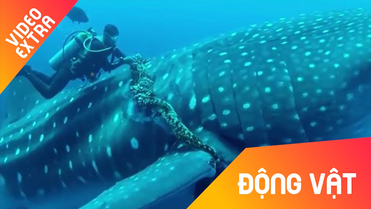 Can canh man giai cuu ca map voi bi day thung quan o co hinh anh