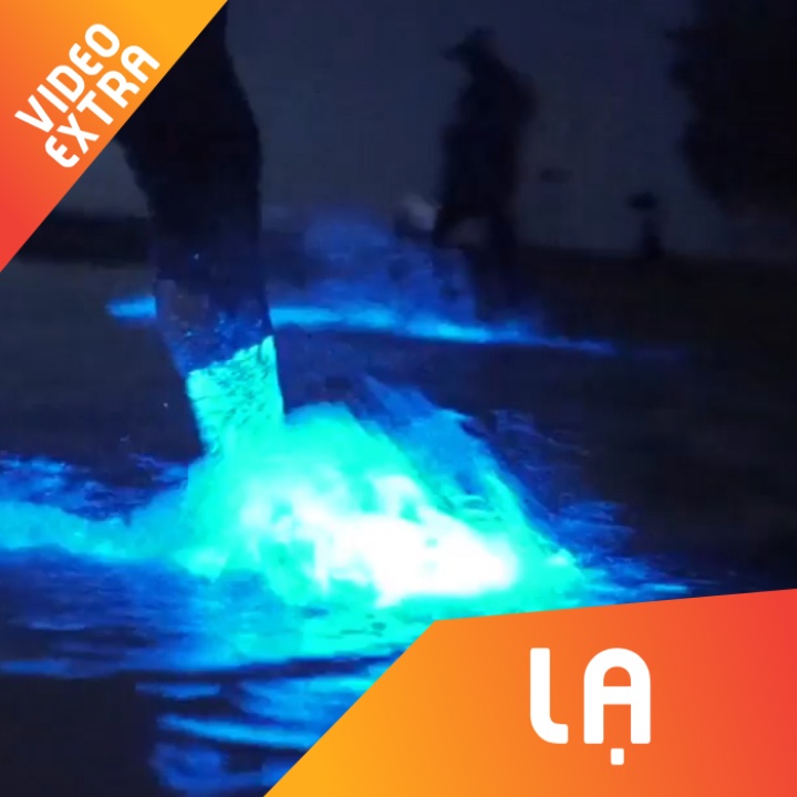 Bai bien phat sang theo buoc chan du khach tai Australia hinh anh