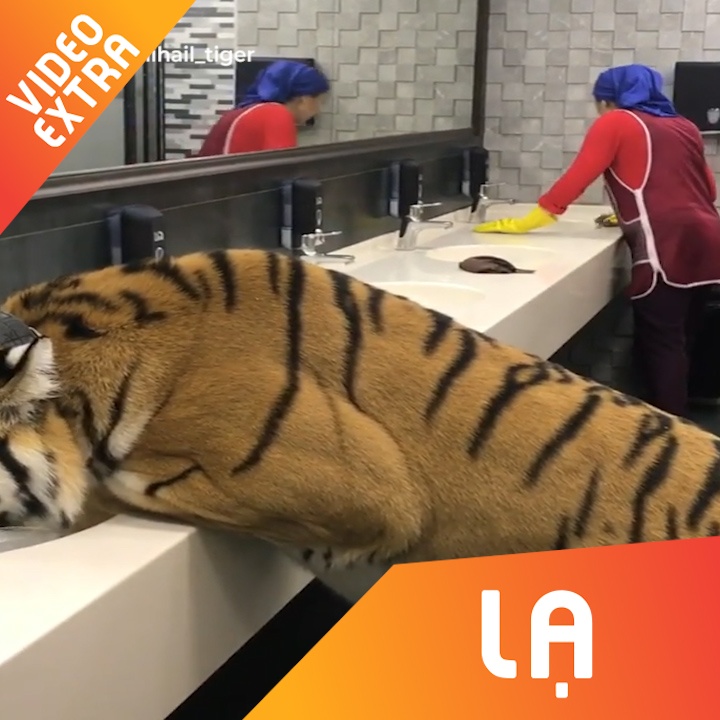 Chu ho than nhien vao nha ve sinh cong cong de uong nuoc hinh anh