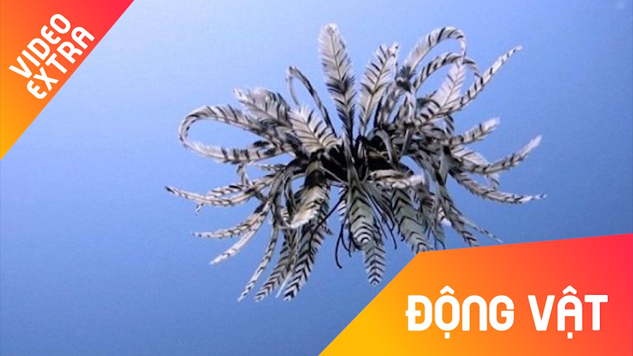 Hue bien, loai dong vat ky la bac nhat duoi day dai duong hinh anh