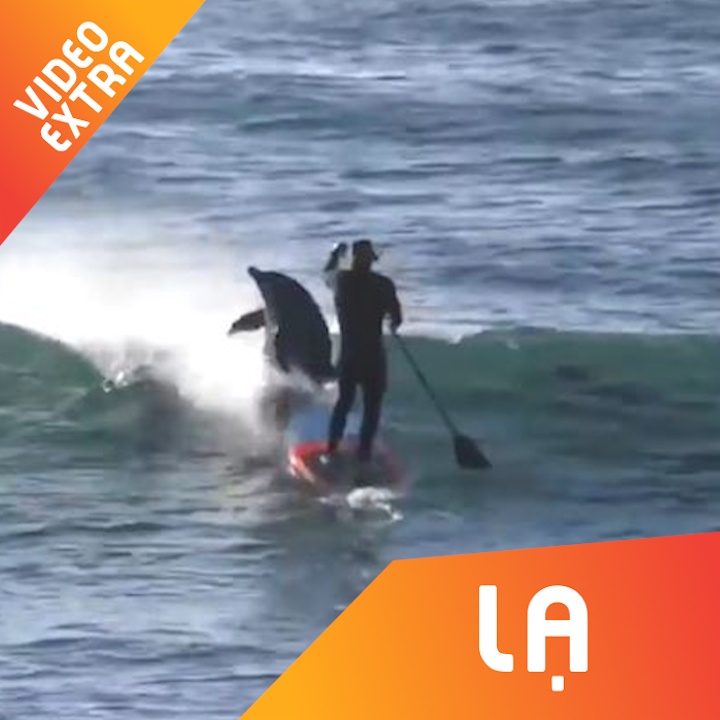 Dan ca heo 'huc nga' nguoi dan ong dang choi luot van hinh anh