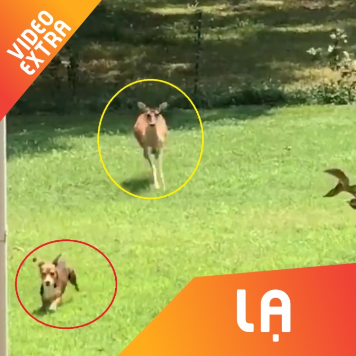 Nai vo nha dan kiem an, ruot cho nha chay 'te khoi' hinh anh