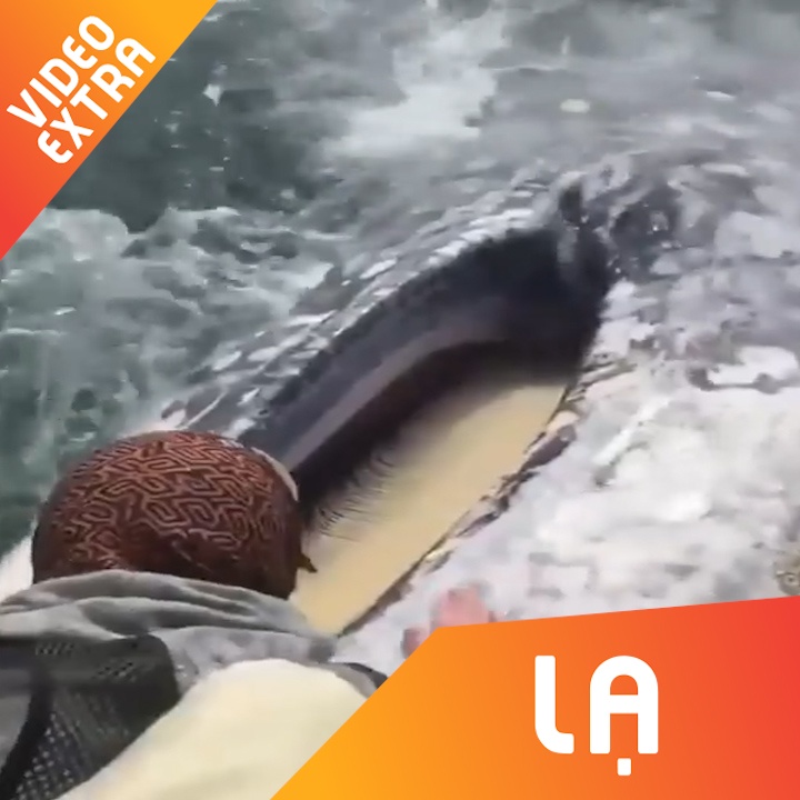 Ca voi khong lo lam nung voi du khach tren thuyen hinh anh