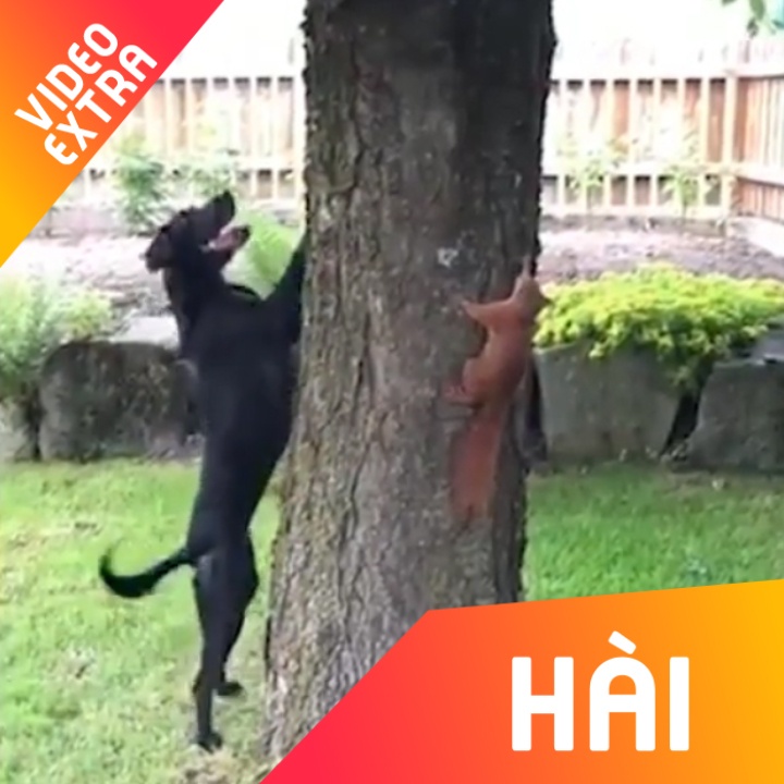 Choang voi kha nang ne tranh nhanh nhu dien cua soc khi bi truy duoi hinh anh