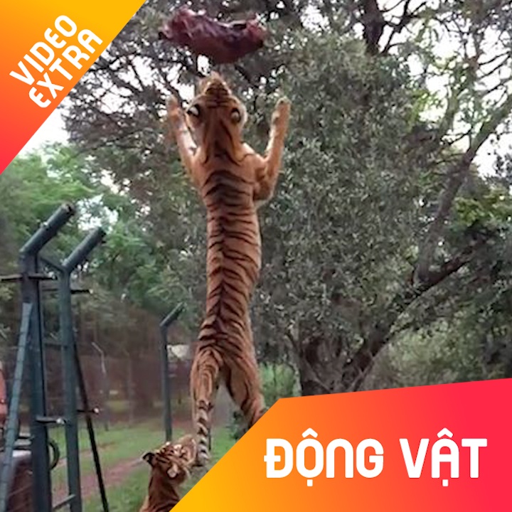 Cu nhay 'nhu bay' cho thay loai ho dang so ra sao khi doi hinh anh