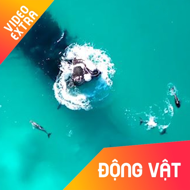 Khoanh khac ca voi khong lo va ca heo luon quanh nhau hinh anh