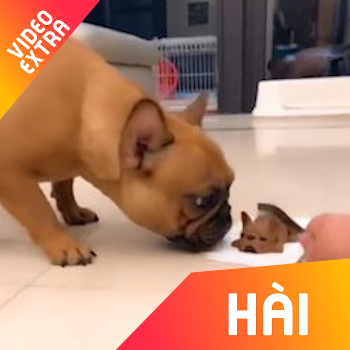 Chu cho hoang so khi chu an chiec banh hinh giong minh hinh anh