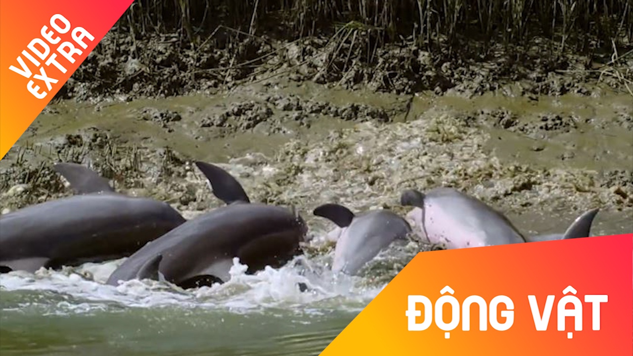 Ca heo nuoc ngot lao len can tranh moi cung co seu hinh anh