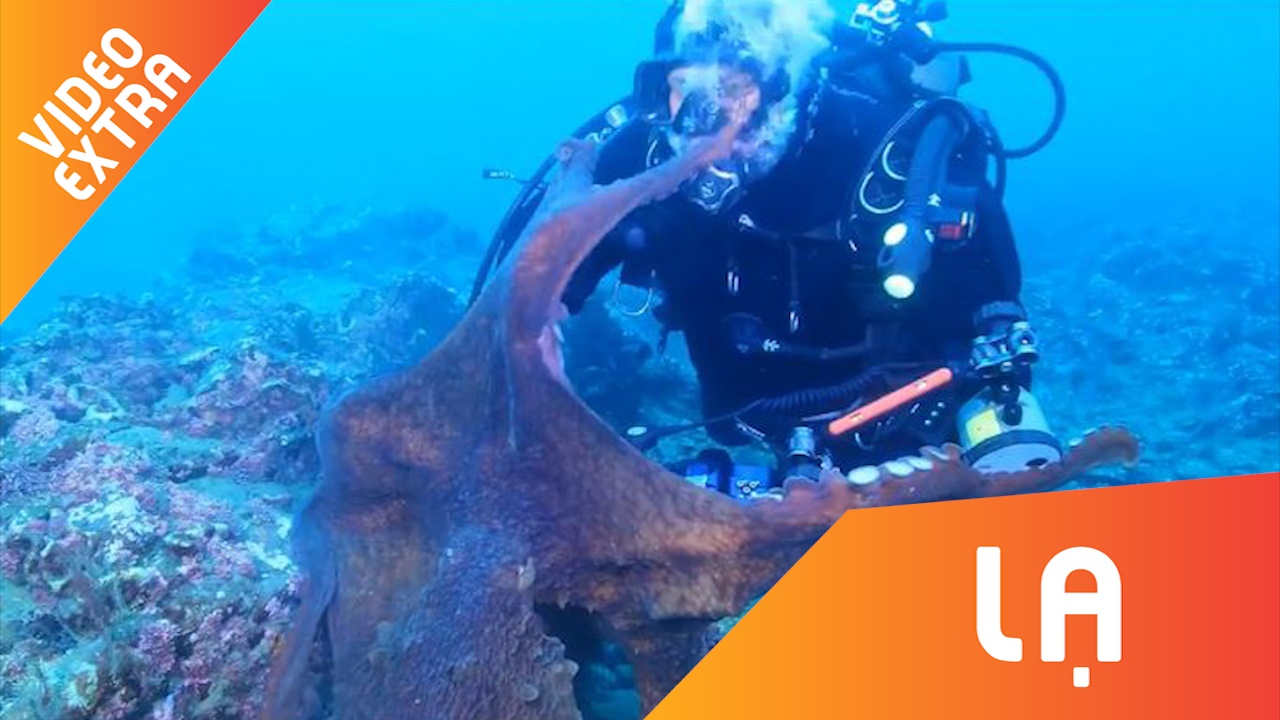 Bach tuoc khong lo tan cong, doi cuop do cua tho lan hinh anh