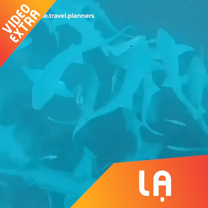 Anh chang lan mao hiem cung hang tram ca map trang hinh anh