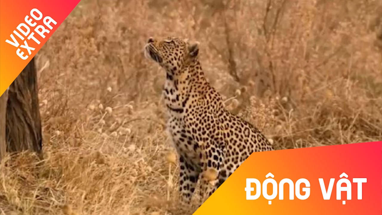 Bao dom quyet tam phi than len cay, 'lam thit' chim bay len troi hinh anh