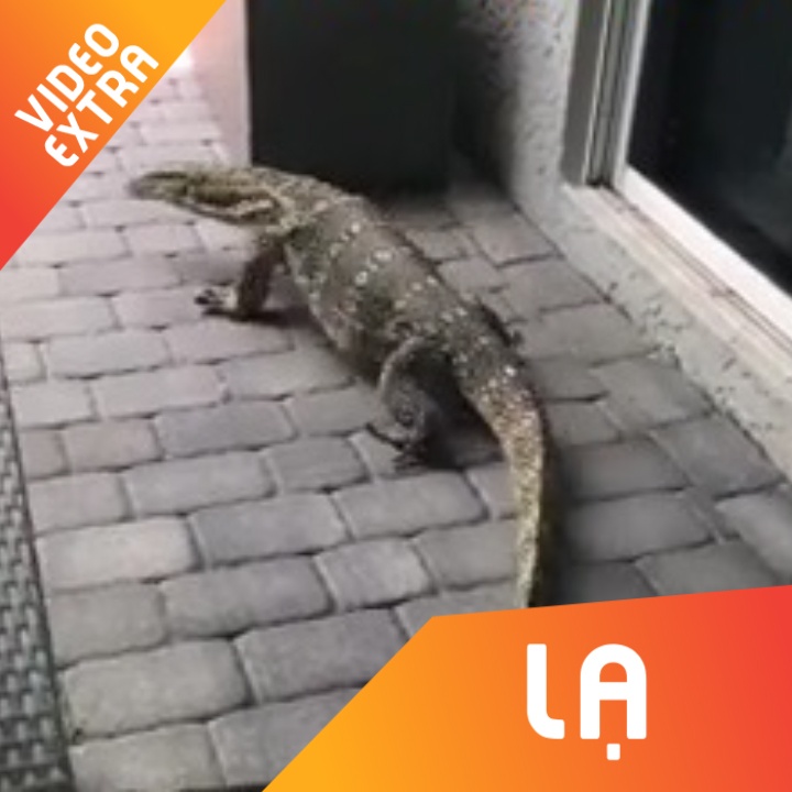 Ky da khong lo, to nhu ca sau bo vao nha dan o My hinh anh