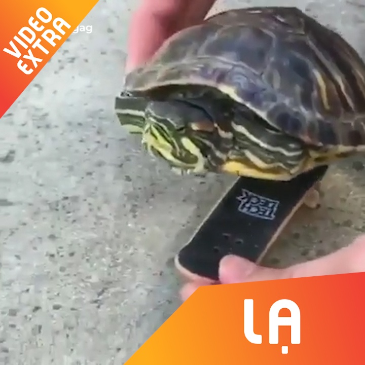 Loai rua khi luot van se nhu the nao? hinh anh