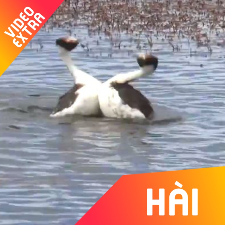 Loai chim lan nhay tango cung nhau de to tinh voi doi phuong hinh anh