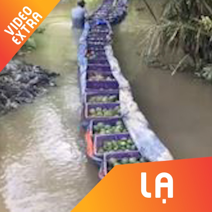 Cam 'tu troi' theo dong mua thu hoach o mien Tay hinh anh