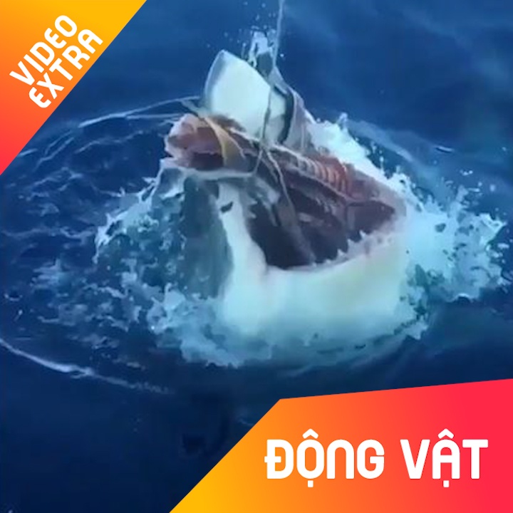 Can canh ca map bien sau dop moi hinh anh