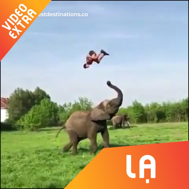 Chu voi dung voi hat tung anh chang len khong trung hinh anh