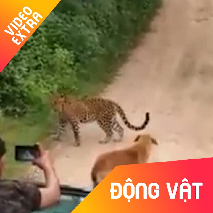 Chu cho dung cam 'can tay doi' voi con bao dang rinh rap minh hinh anh